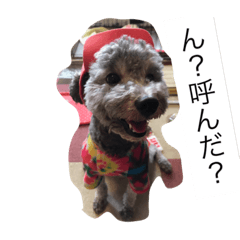 [LINEスタンプ] My lovely DOG,  Pu-kichi＆Ginjiro.