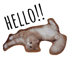 [LINEスタンプ] まろこた＆みーみぃの日常