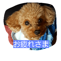 [LINEスタンプ] トイプードルチョコの日常