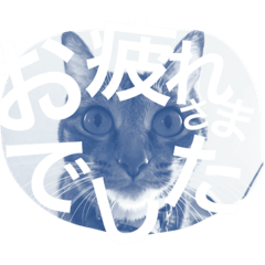 [LINEスタンプ] 猫は人間です【あいさつ】