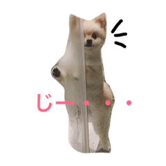 [LINEスタンプ] ポメラニアン ピノ