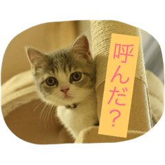 [LINEスタンプ] テンとサフィーの楽しい日常