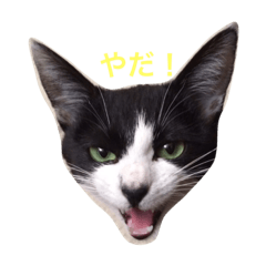 [LINEスタンプ] ハチワレ猫ティンク