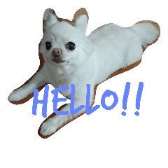 [LINEスタンプ] smiley chihuahua