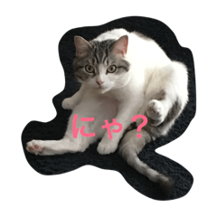[LINEスタンプ] ねこのみゅう