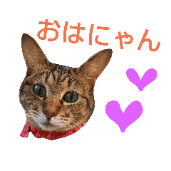 [LINEスタンプ] きじとらココ2