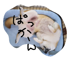 [LINEスタンプ] 柴犬 ポチ