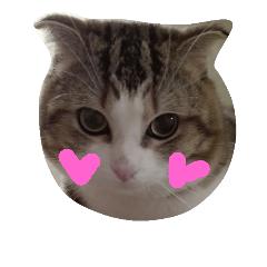 [LINEスタンプ] レオにゃんの毎日
