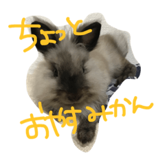 [LINEスタンプ] mikan113