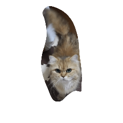[LINEスタンプ] 家のネコ