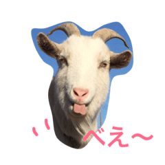 [LINEスタンプ] まいにちヤギ