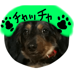 [LINEスタンプ] ブギーくんの日常会話