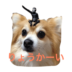 [LINEスタンプ] うちのSUNちゃん