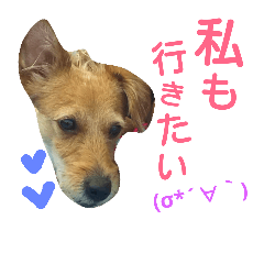 [LINEスタンプ] One ear standing dog Salang 5