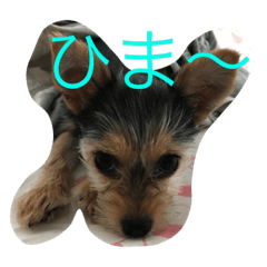 [LINEスタンプ] モモチだよ☆