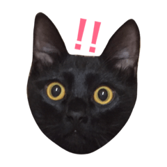 [LINEスタンプ] 黒猫アッシュ