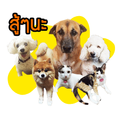 [LINEスタンプ] Pkpetsinlove