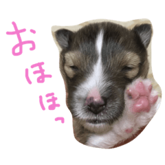 [LINEスタンプ] やあ！