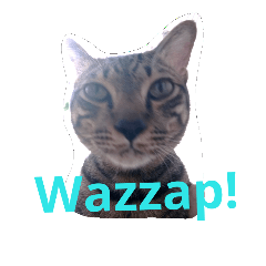 [LINEスタンプ] PakkadGhostCat