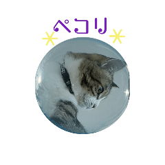 [LINEスタンプ] Kuusuke