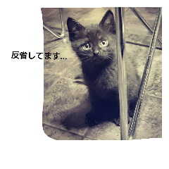 [LINEスタンプ] 黒猫マロちゃん