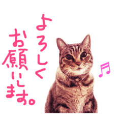 [LINEスタンプ] うちのたろさん 3