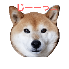 [LINEスタンプ] 柴犬三太