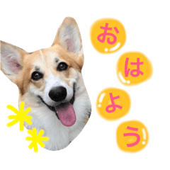 [LINEスタンプ] コーギーまろんくん