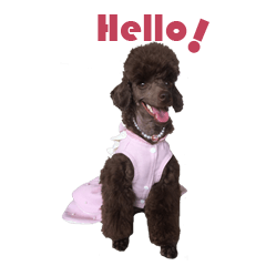 [LINEスタンプ] Chocolate Poodle