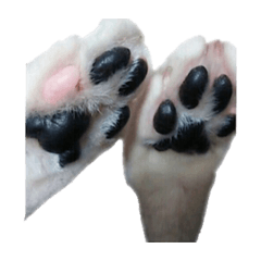 [LINEスタンプ] sukotoraNYANKO