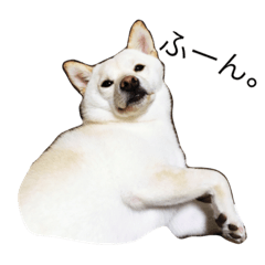 [LINEスタンプ] 白しばいぬ