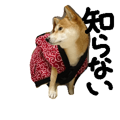 [LINEスタンプ] shiba.family