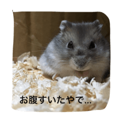 [LINEスタンプ] うちのテトくん