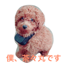 [LINEスタンプ] 僕は 茶々丸です。