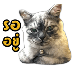 [LINEスタンプ] Charcaol cat (Office cat)の画像（メイン）