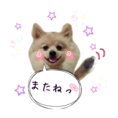 [LINEスタンプ] わんこ＆ねこ