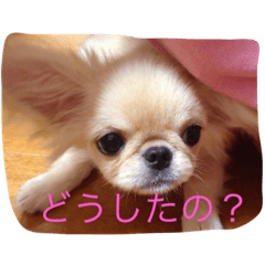 [LINEスタンプ] メルくん