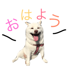 [LINEスタンプ] 小雪ちゃんスタンプ