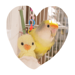 [LINEスタンプ] Lovebird milk＆coco