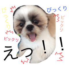 [LINEスタンプ] 愛犬プーちゃん♡