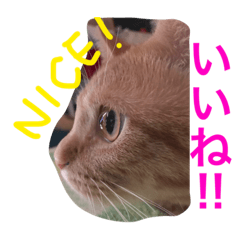 [LINEスタンプ] 池田家の猫たち①
