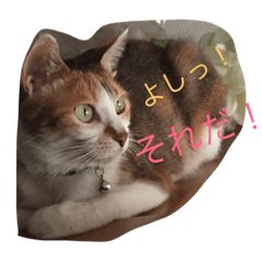 [LINEスタンプ] Decision of a cat