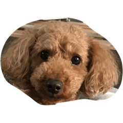 [LINEスタンプ] puppu