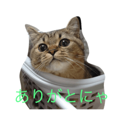 [LINEスタンプ] 林家のもみじ