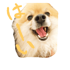 [LINEスタンプ] 表情豊かなポメちゃんスタンプ