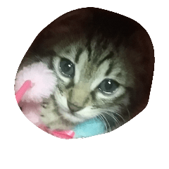[LINEスタンプ] にゃにゃ～んこ