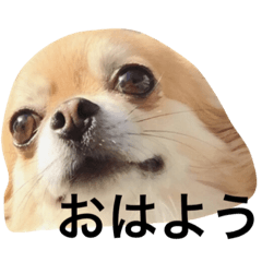 [LINEスタンプ] チワワのちゃまめ1