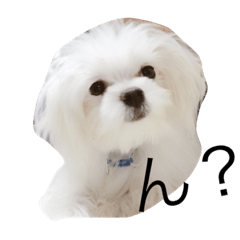 [LINEスタンプ] マルコポーロ