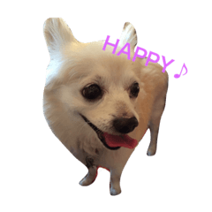 [LINEスタンプ] りゅう チワワ