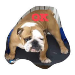 [LINEスタンプ] buhibuhibulldog